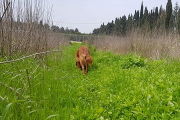 שגרה מקווננת מכוננת